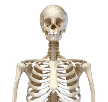 Human Anatomy, skeletal system of the Torso. viewed from the front. On white background. 3d illustration.