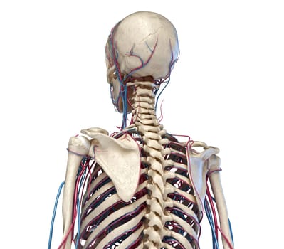 Human anatomy. Skeleton of the torso with veins and arteries. Back parspective view. On white background. 3d illustration.