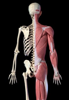 Human male anatomy, 3/4 figure muscular and skeletal systems, back view on black background. 3d anatomy illustration.