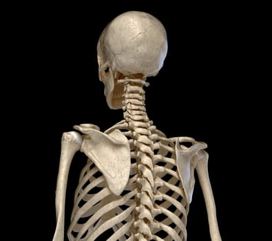 Human Anatomy, skeletal system of the Torso. viewed from the back. On black background. 3d illustration.