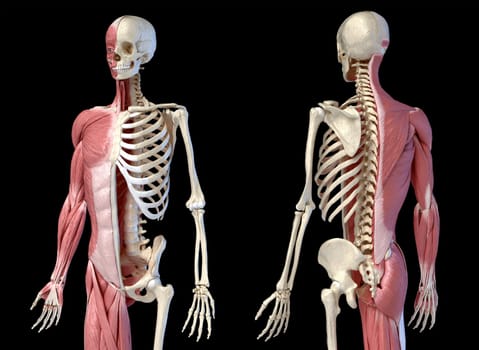 Human male anatomy, 3/4 figure muscular and skeletal systems, front and back perspective views. on black background. 3d anatomy illustration.