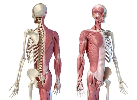 Human male anatomy, 3/4 figure muscular and skeletal systems, back and front perspective views. on white background. 3d anatomy