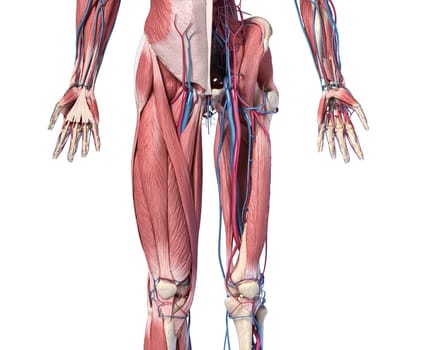 Human Anatomy, Limbs and hip skeletal, muscular and cardiovascular systems, with sub layers muscles. front view, on white background. 3d Illustration