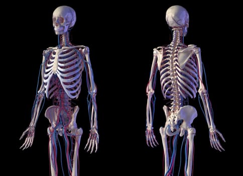 Human body anatomy. 3d illustration of Skeletal and cardiovascular systems. Front and back perspective views. On black background.