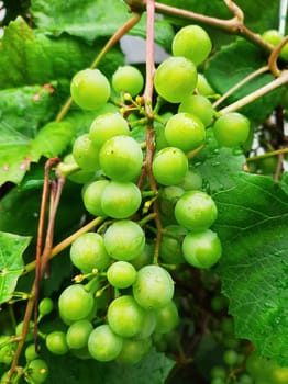 Unripened green grapes branch and green leaves. Selective focus.