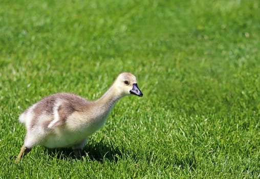 Goose at the Canada goose Branta canadensis