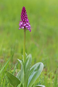 Flowering helmet orchid Orchis militaris from the Liliental near Ihringen in the Kaiserstuhl