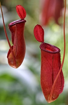 The red kettle traps of the insectivor pitcher plant Nepenthes