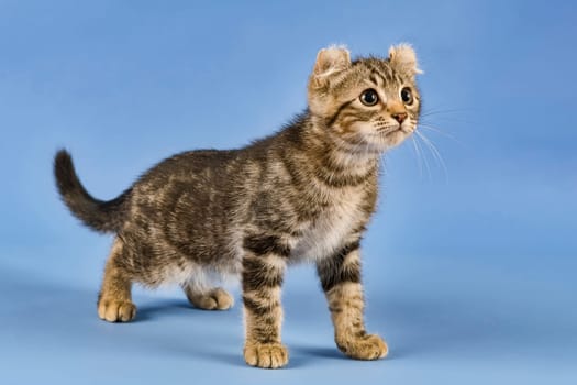 Pedigree cat American Curl (Felis silvestris catus),standing,black tabby blotched,juvenile,10 weeks,blue background