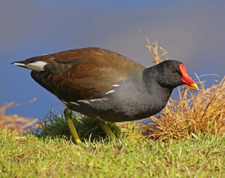 Pond rail Gallinula chloropus in the city park Marburg