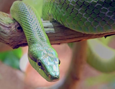 Close-up of Sharp-headed snake Gonyosoma oxycephalum