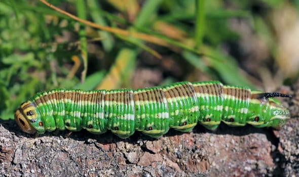 The caterpillar of the pine hawkmoth Sphinx pinastri