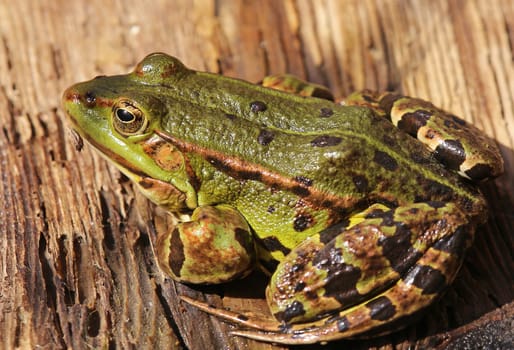 Pond frog Pelophylax esculenta up close