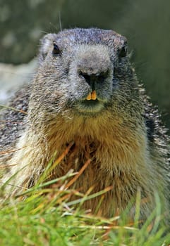Close-up Marmota marmota