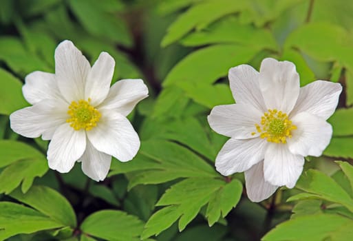 Anemone nemorosa flowers in close-up view