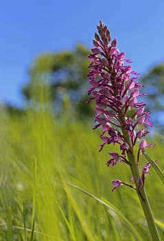 Helmet orchid Orchis militaris from the Liliental near Ihringen