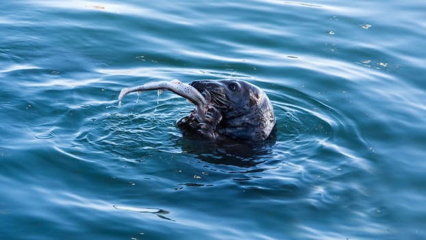 A close up of wiled Grey Seal, Halichoerus Grypus, eating a freshly caught fresh fish, Howth harbour, Ireland