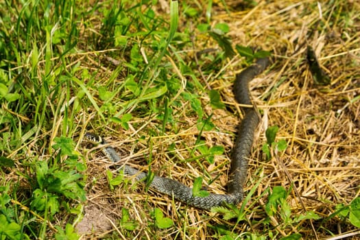 Grass snake in wilderness on a green meadow, Natrix natrix, sometimes called the ringed snake or water snake, is a Eurasian non venomous snake, Poland