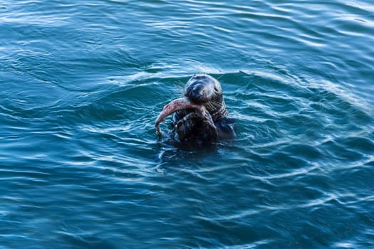 A close up of wiled Grey Seal, Halichoerus Grypus, eating a freshly caught fresh fish, Howth harbour, Ireland