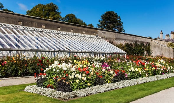 Beautiful Powerscourt garden, with rows of colourful flowers and greenhouse, Wicklow, Ireland