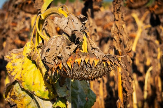 Drought Sunflower Field, dry climate destroys the harvest