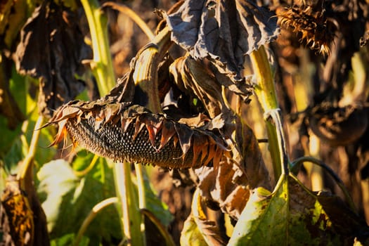 Drought Sunflower Field, dry climate destroys the harvest
