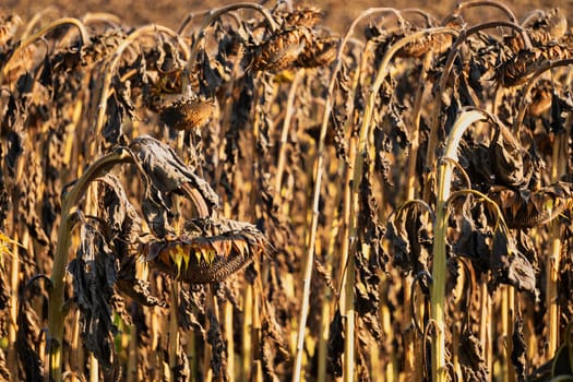 Drought Sunflower Field, dry climate destroys the harvest