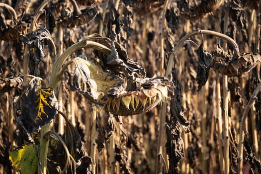 Drought Sunflower Field, dry climate destroys the harvest