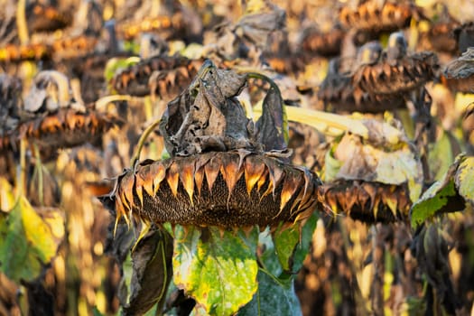 Drought Sunflower Field, dry climate destroys the harvest