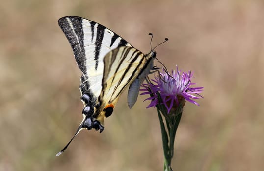 Very beautiful Sail Butterfly Iphiclides podalirius