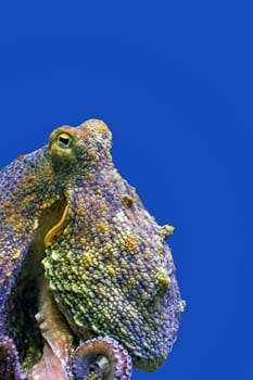 Close-up of an octopus Octopus vulgaris
