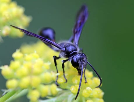 Macro Steel Blue Cricket Hunter Isodontia mexicana