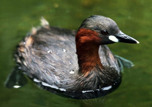 Telephoto Little Grebe Tachybaptus ruficollis