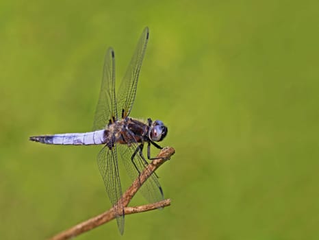 Macro male flat belly Libellula depressa