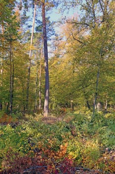 European beech and pine trees in October