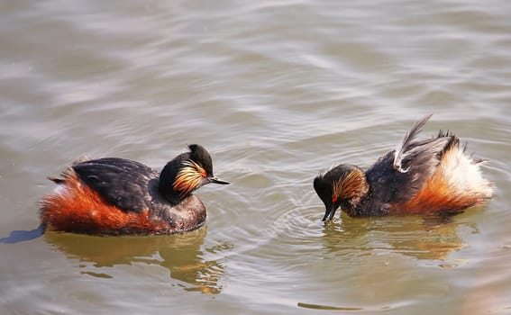 Two black-necked grebes Podiceps nigricollis in magnificent dress