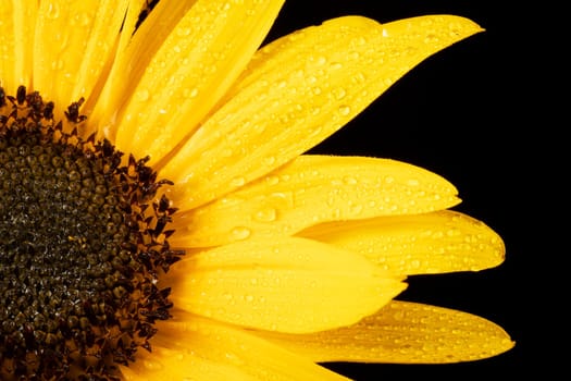 Vlibrant sunflower petals covered in water drops, on  a black background
