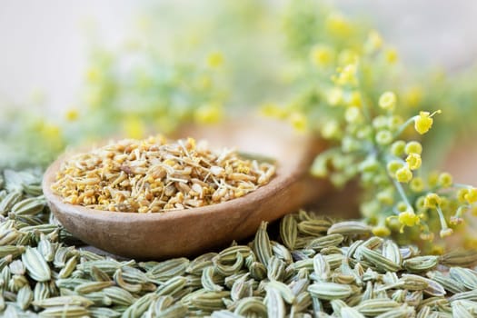 Fennel pollen in wooden spoon with fennel flowers adn seeds.