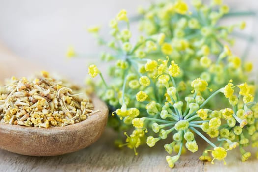 Fennel pollen in wooden spoon with fennel flowers.
