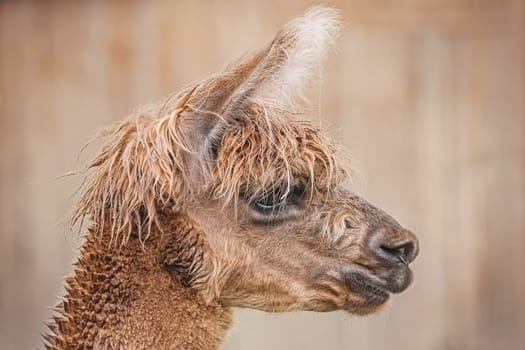Portrait of Alpaca (Vicugna Pacos) against Green Background