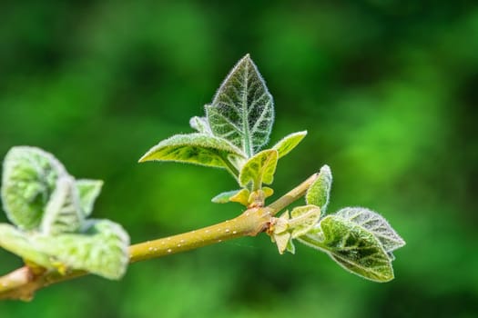 Young leaves on a branch of the tree