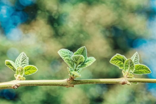 Young leaves on a branch of the tree