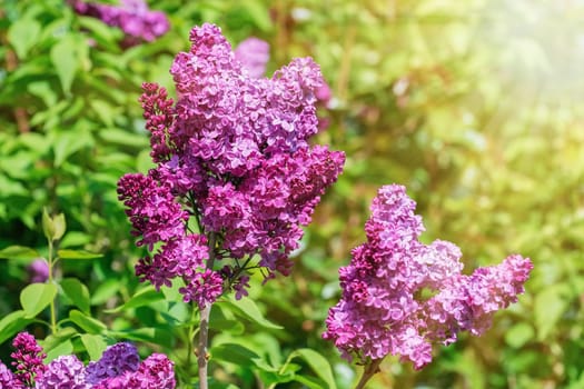 Blossom lilac flowers (Syringa vulgaris) in spring