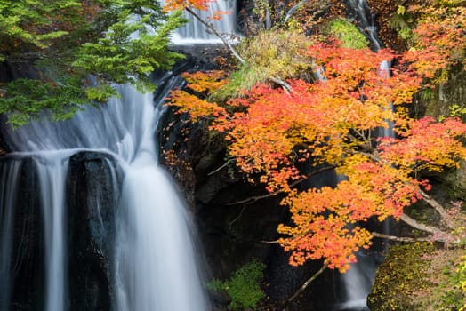 Autumn fall forest at Ryuzu waterfall at Nikko Tochigi Japan