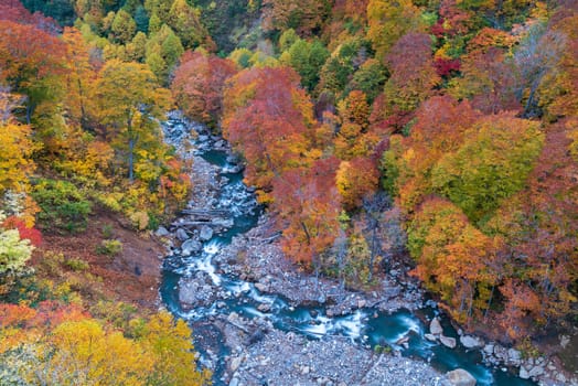 Aerial view of leaf autumn fall season of Forest wodland and river in Akita Tohoku Japan