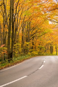 Rural Road through Autumn Fall woodland forest in Aomori Tohoku Japan