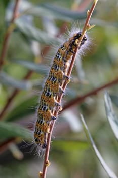 Colorful caterpillar of the moon bird Phalera bucephala