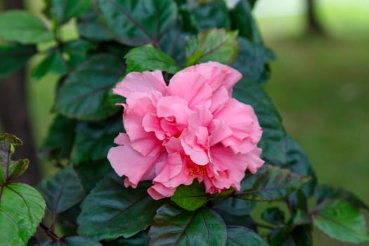 Exotic single flower of a pink Chinese rose on a background of green leaves