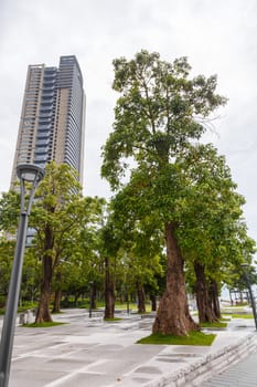 View of an alley with exotic southern trees and a municipal high-rise building in cloudy weather, Shenzhen, China, Asia