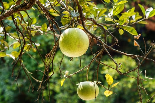 Green grapefruit on a tree branch,China, Yangshuo